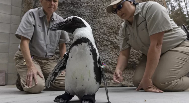 Pingüino logra caminar con zapatos ortopédicos en el Zoo de San Diego