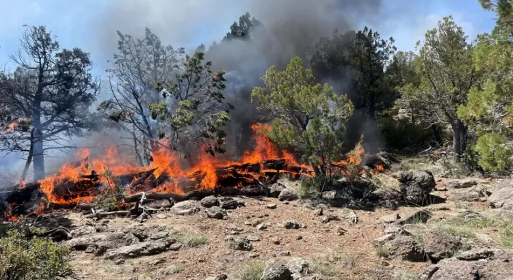 Incendios en el Bosque Nacional Coconino consumen más de 500 acres