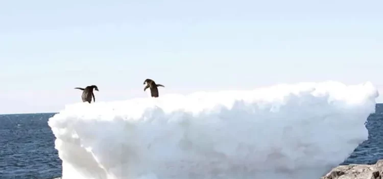 En su nivel más reducido el hielo marino de la Antártida