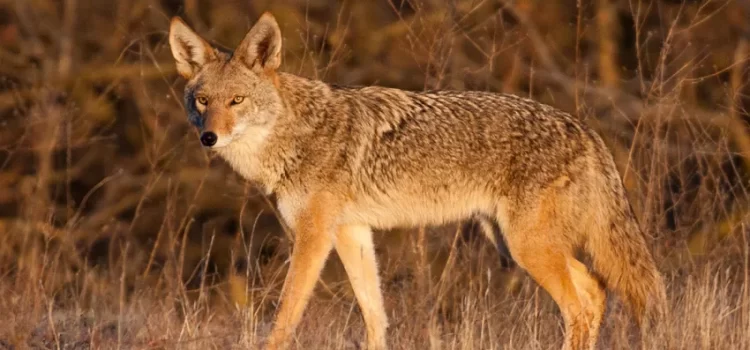 Coyotes atacan a tres personas en Arizona