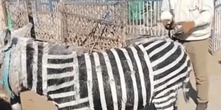 Zoológico dio a sus visitantes burro por cebra