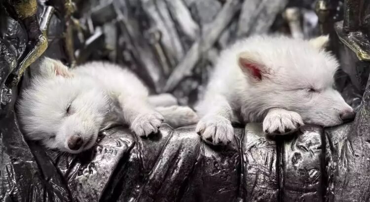 “Reviven” al lobo huargo, extinto hace casi 13 mil años