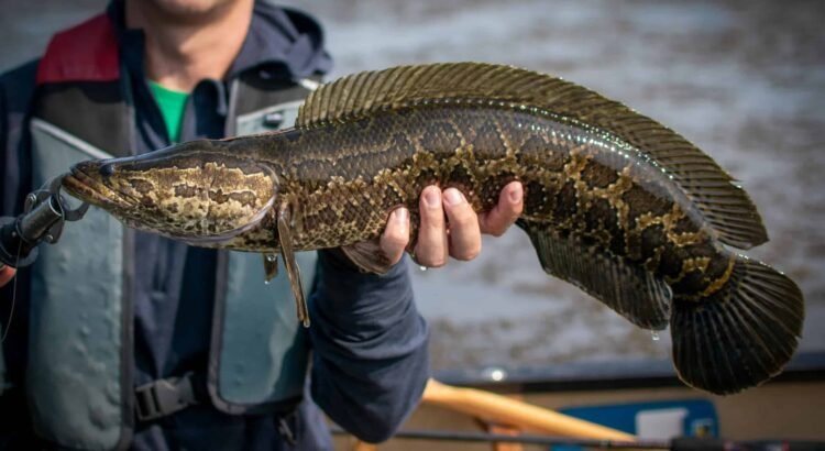 Alarma en Estados Unidos por peces que caminan y respiran fuera del agua