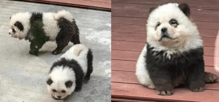 Zoológico da a los visitantes perro por panda