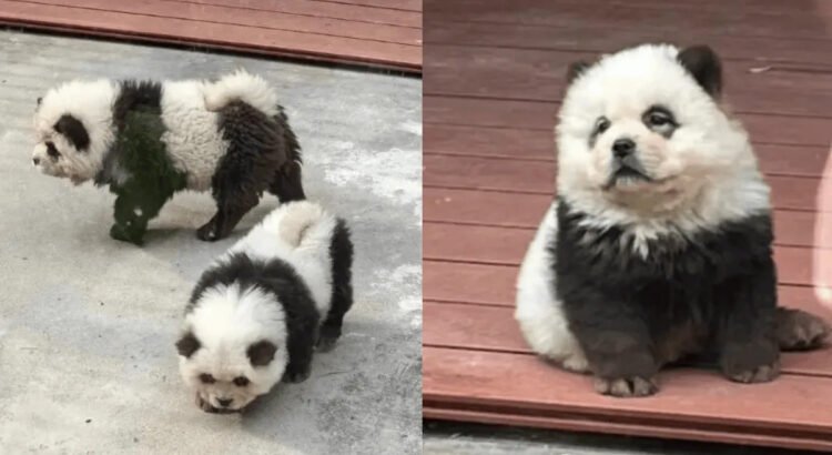 Zoológico da a los visitantes perro por panda Zoológico da a los visitantes perro por panda