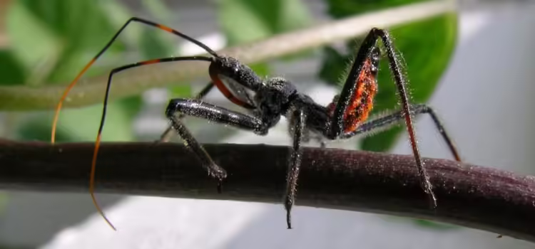 Detectan los CDC la enfermedad de Chagas en Arizona