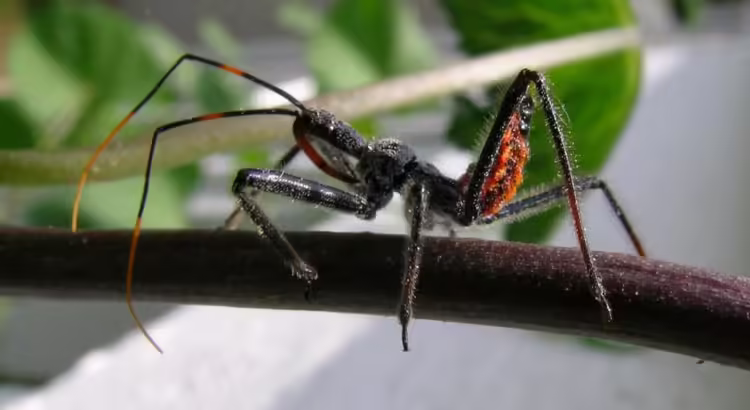 Detectan los CDC la enfermedad de Chagas en Arizona Detectan los CDC la enfermedad de Chagas en Arizona