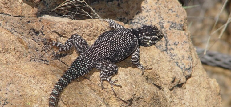 Se busca protección para lagarto de Arizona, especie en peligro de extinción, amenazada por el cambio climático
