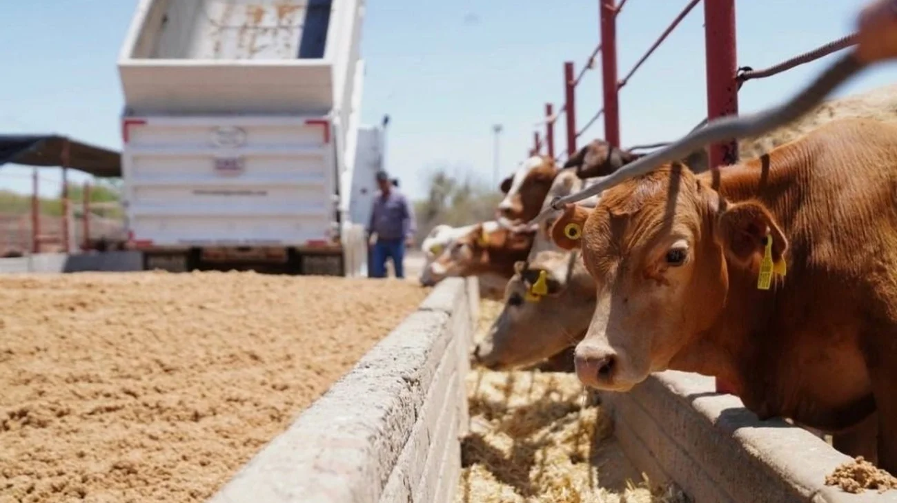 Se reanudan las importaciones de ganado en la frontera de Arizona.